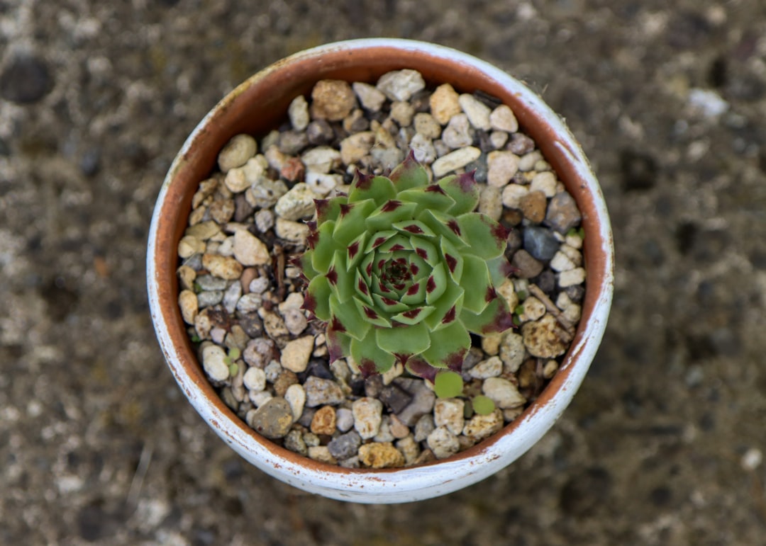 Photo Outdoor garden